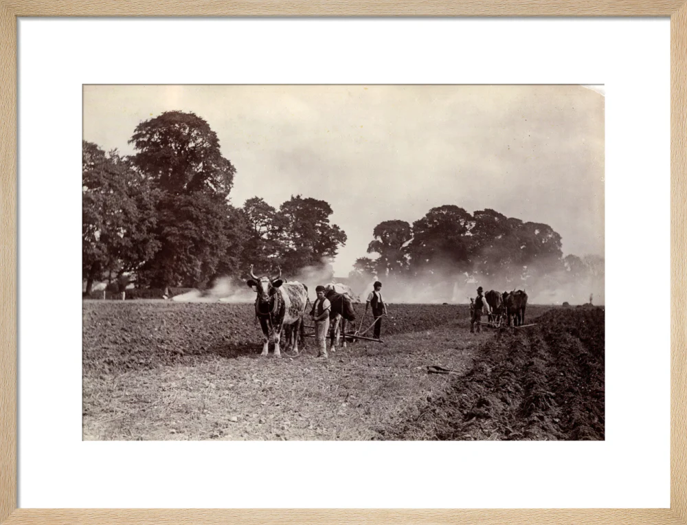 'Ploughing and Burning', c 1890. - Image 49
