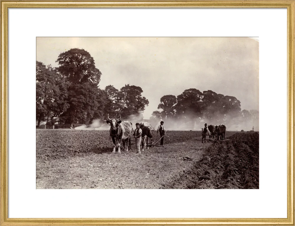 'Ploughing and Burning', c 1890. - Image 53