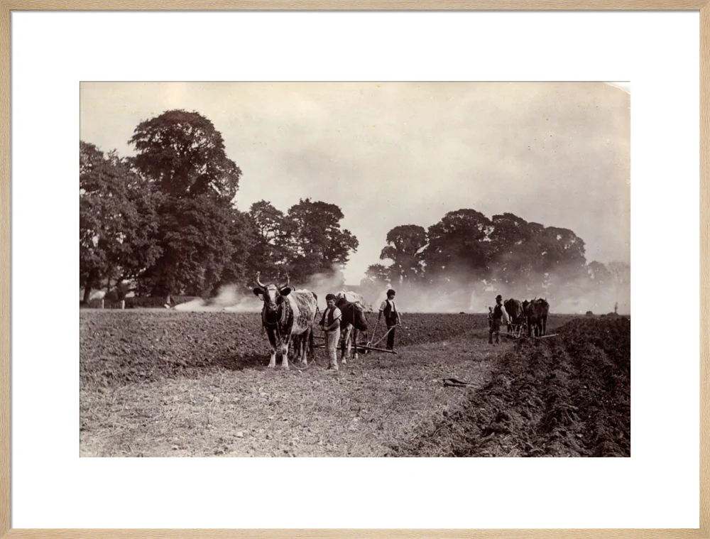 'Ploughing and Burning', c 1890. - Image 59