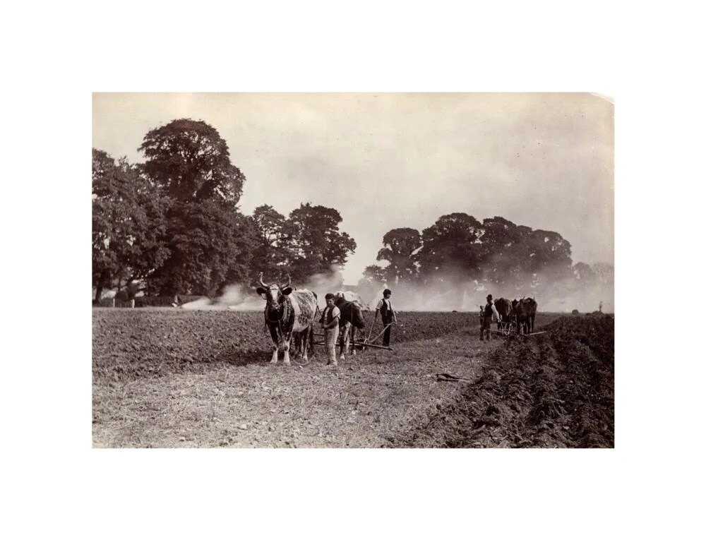 'Ploughing and Burning', c 1890. - Image 60