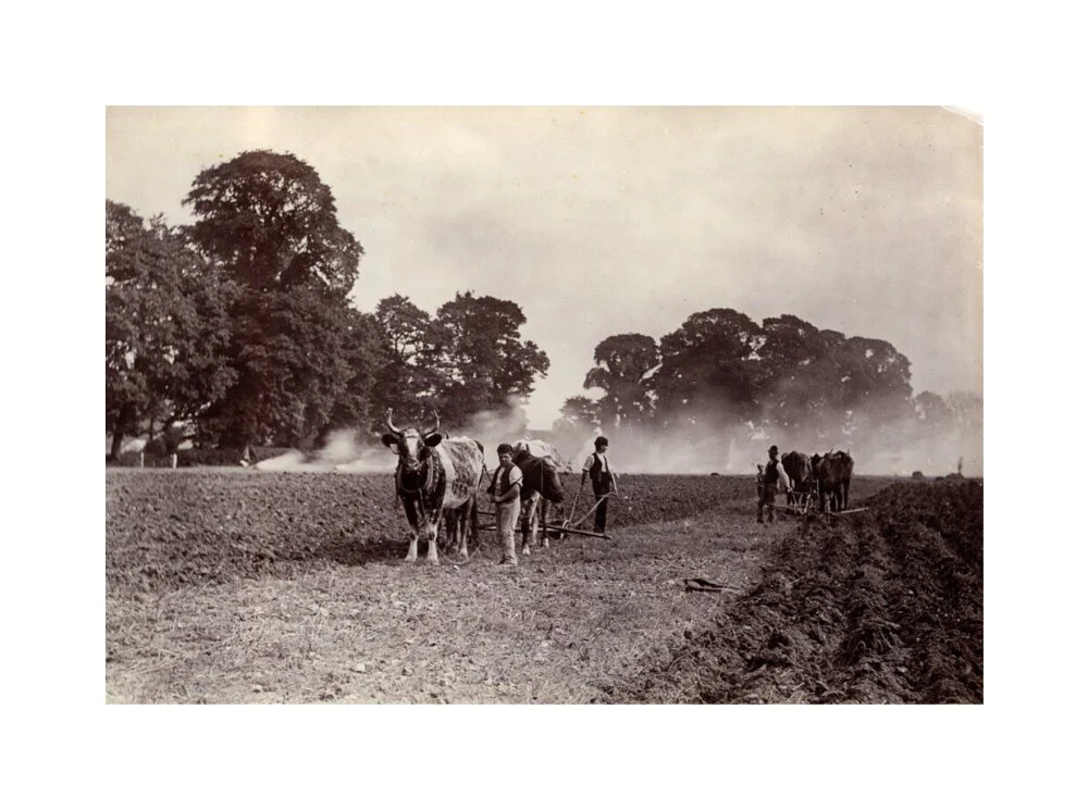 'Ploughing and Burning', c 1890. - Image 61