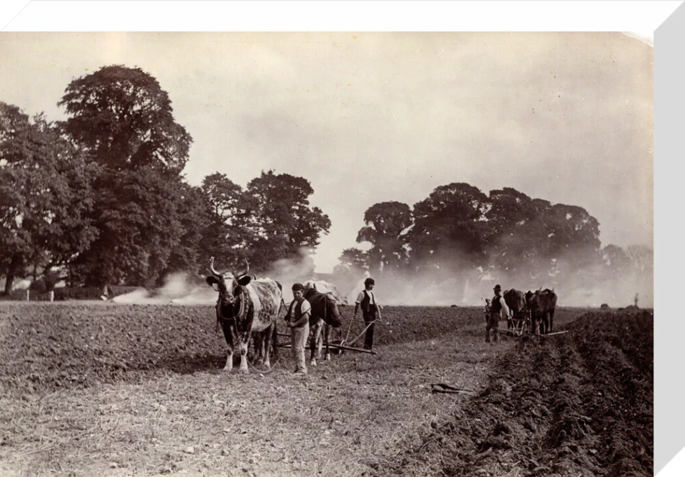 'Ploughing and Burning', c 1890. - Image 65