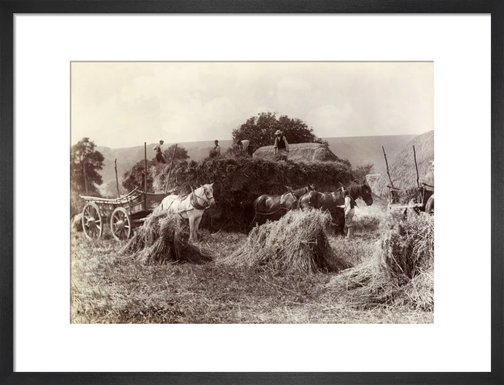 Harvest, c 1890. - Image 13