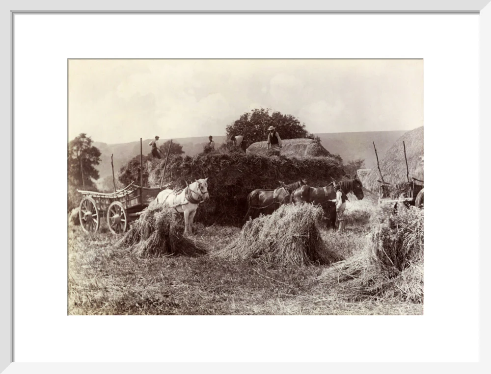Harvest, c 1890. - Image 14