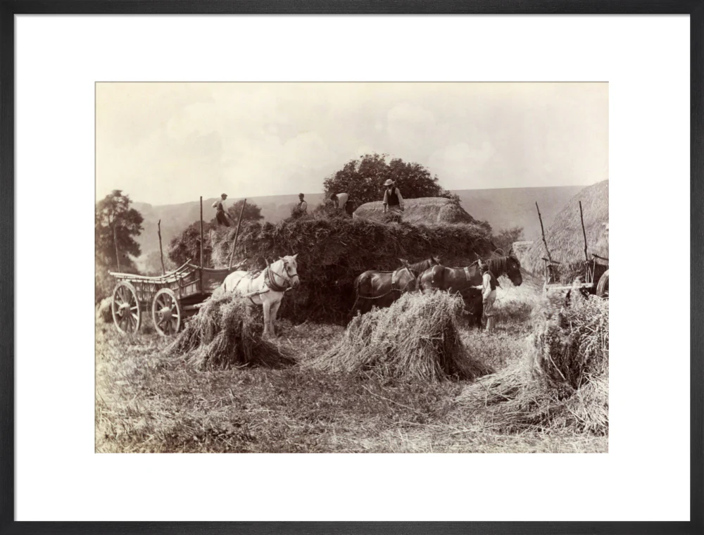 Harvest, c 1890. - Image 18