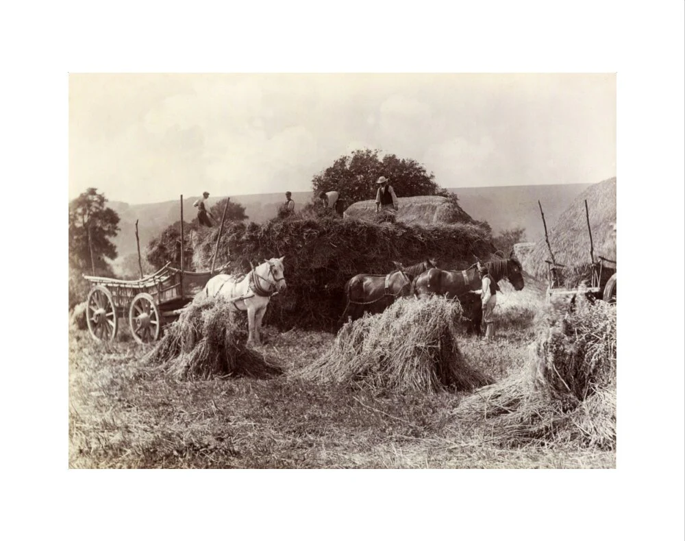 Harvest, c 1890. - Image 2