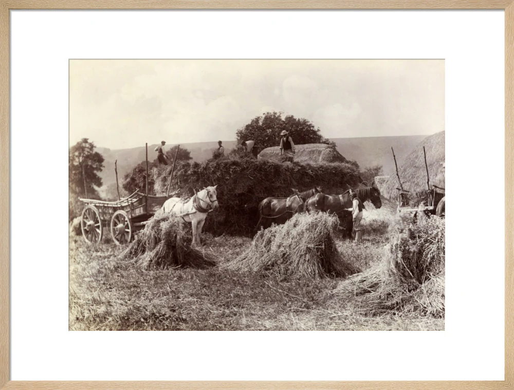 Harvest, c 1890. - Image 21