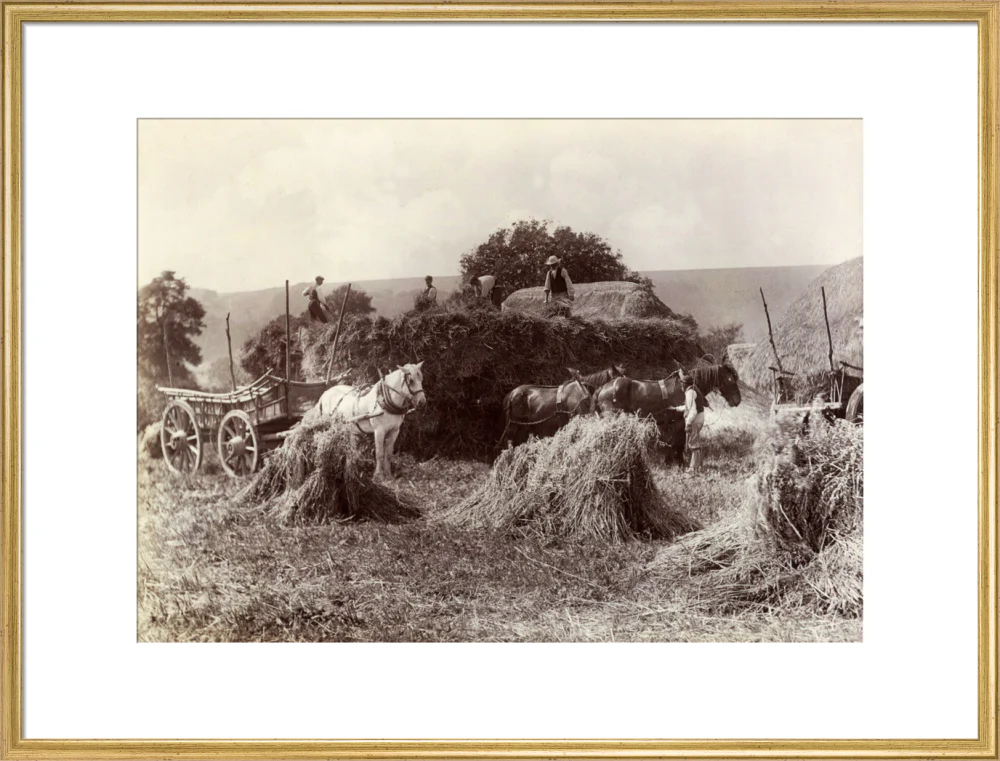 Harvest, c 1890. - Image 25
