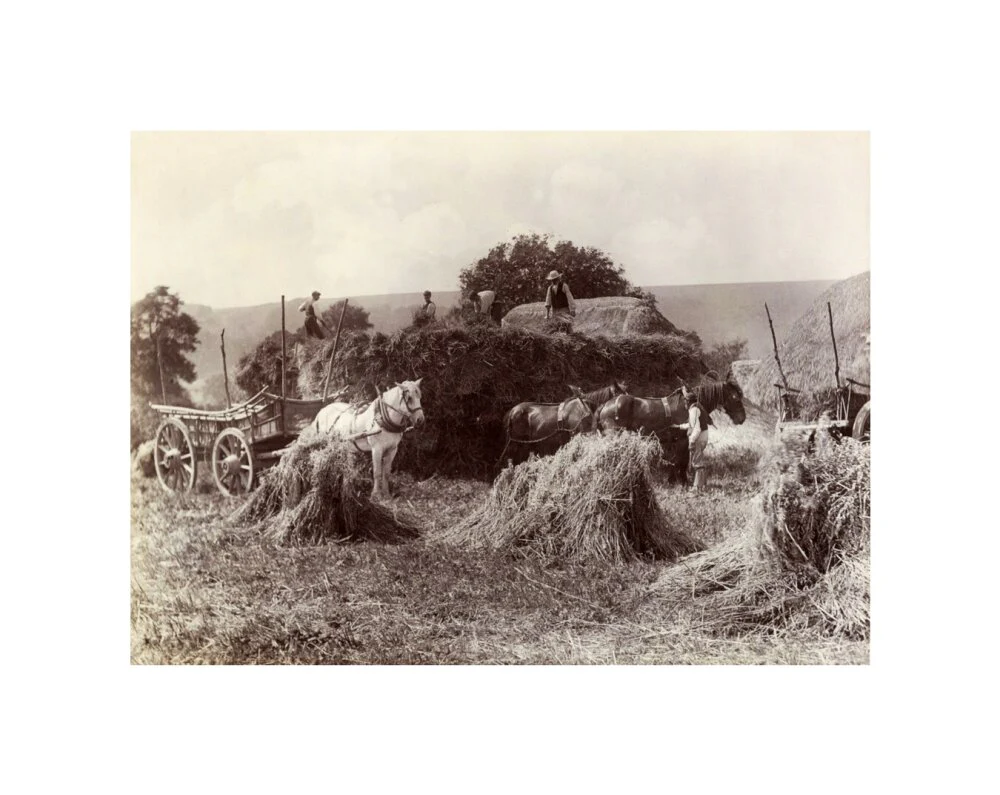 Harvest, c 1890. - Image 27