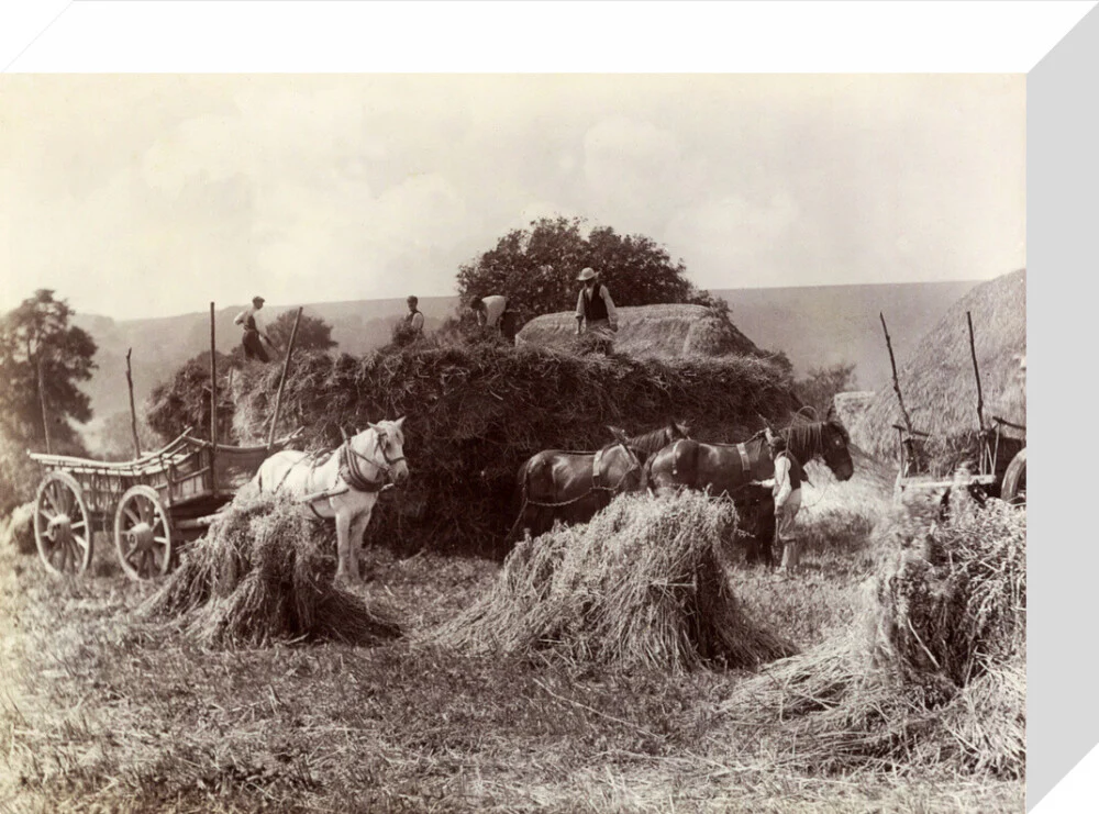 Harvest, c 1890. - Image 31