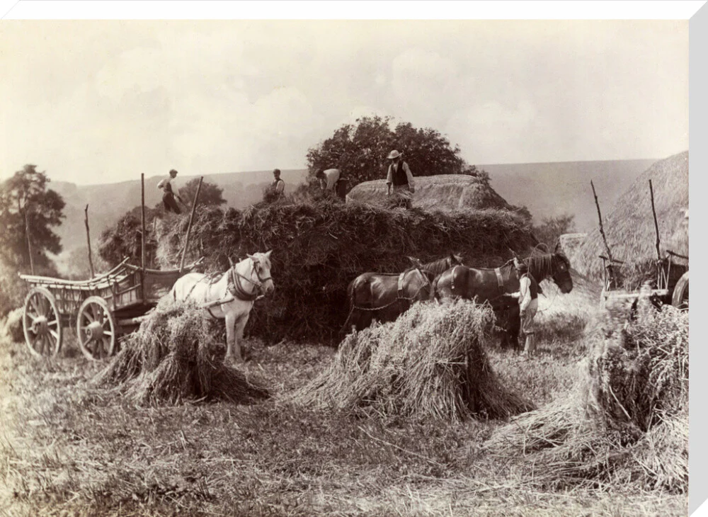 Harvest, c 1890. - Image 34