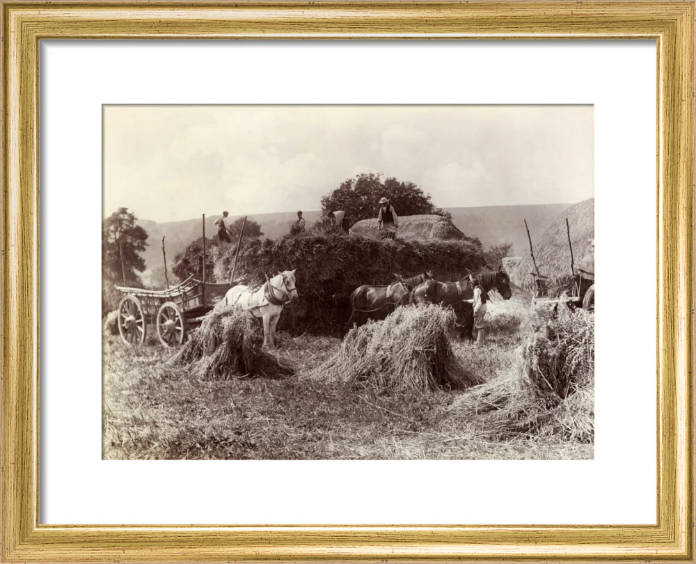 Harvest, c 1890. - Image 38