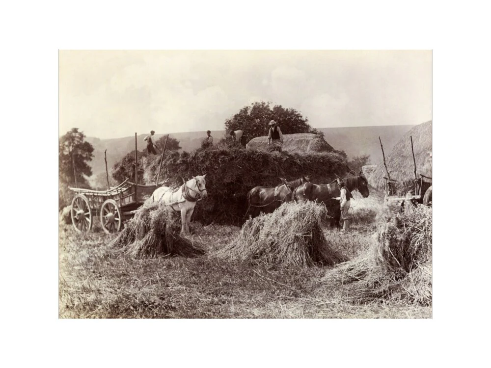 Harvest, c 1890. - Image 40