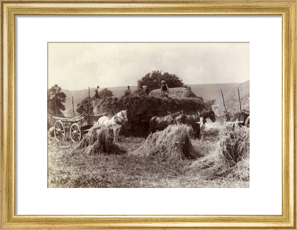Harvest, c 1890. - Image 43