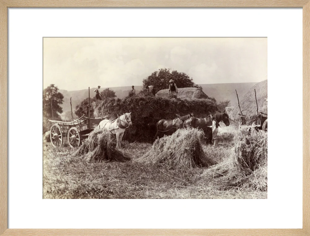 Harvest, c 1890. - Image 49