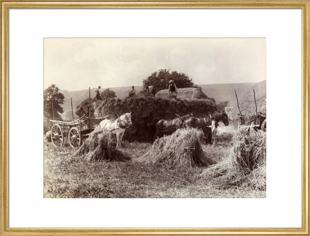 Harvest, c 1890. - Image 53