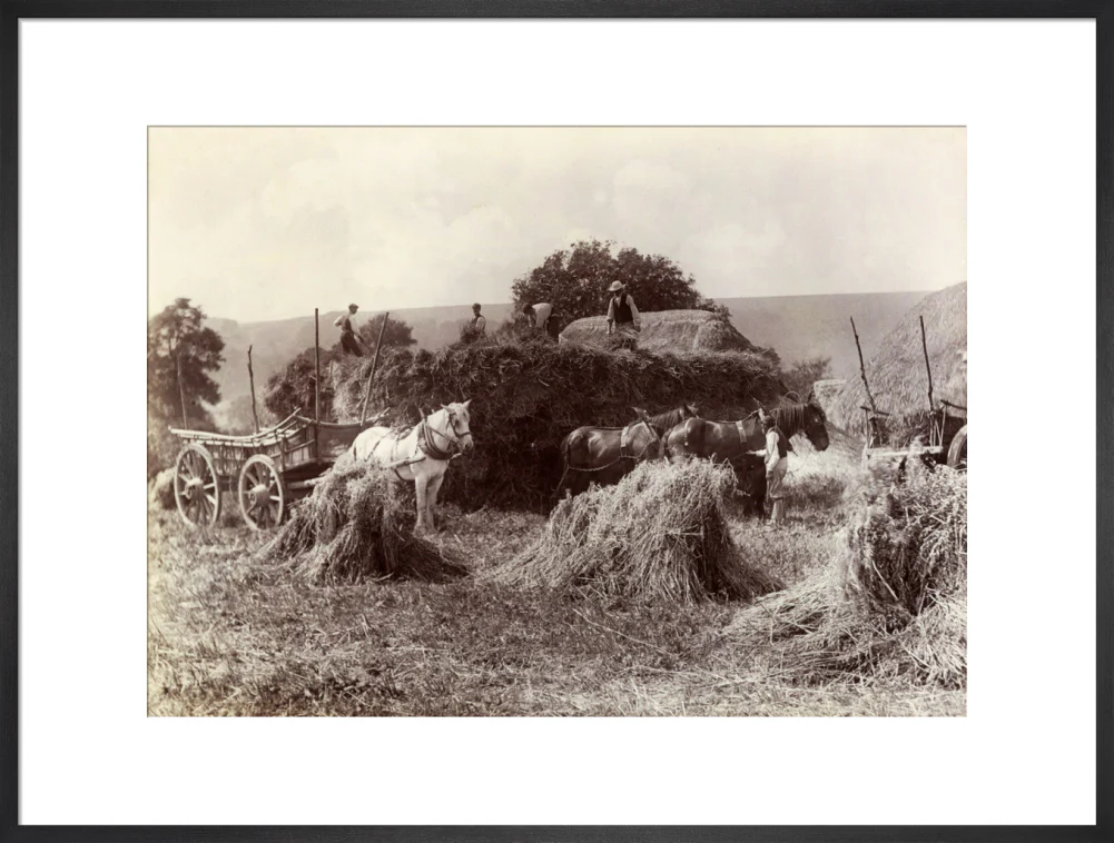 Harvest, c 1890. - Image 56