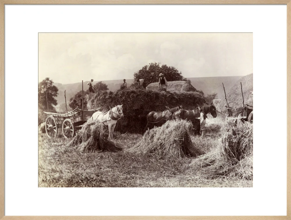 Harvest, c 1890. - Image 59