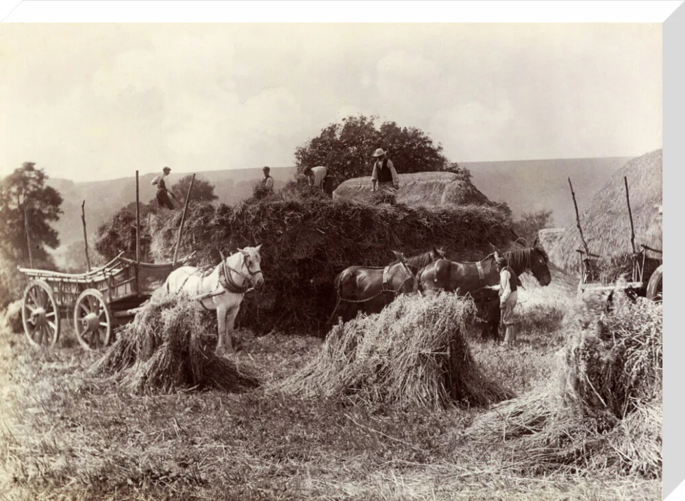 Harvest, c 1890. - Image 66