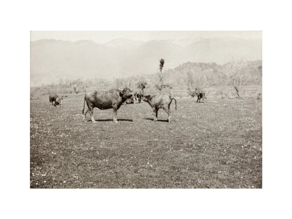 On the Banks of the Black River, about 80 versts from Gagra: The Cattle of the Country - Image 17