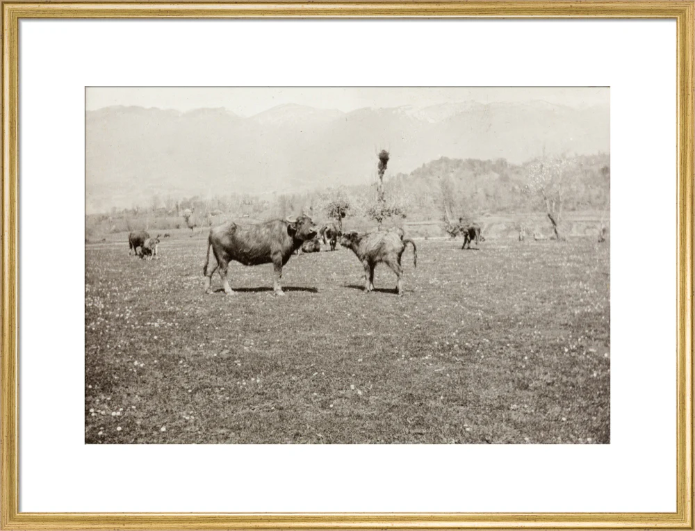 On the Banks of the Black River, about 80 versts from Gagra: The Cattle of the Country - Image 20