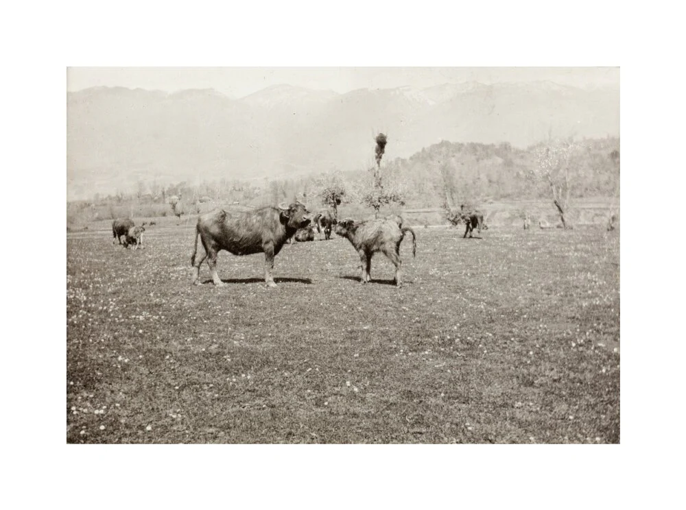 On the Banks of the Black River, about 80 versts from Gagra: The Cattle of the Country - Image 28