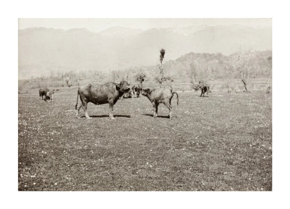 On the Banks of the Black River, about 80 versts from Gagra: The Cattle of the Country - Image 30