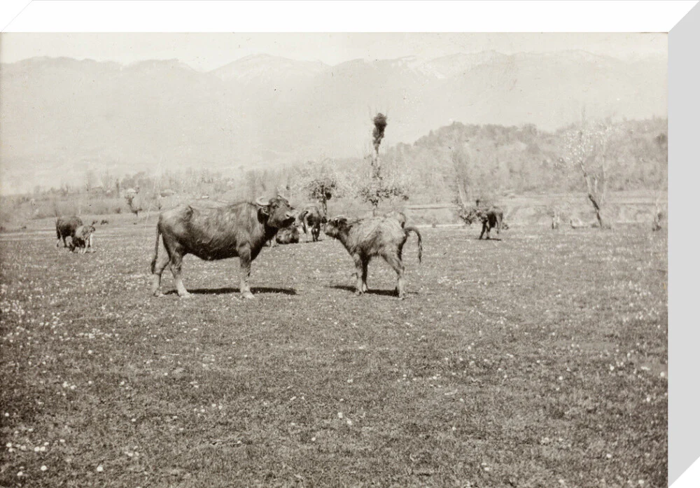 On the Banks of the Black River, about 80 versts from Gagra: The Cattle of the Country - Image 32