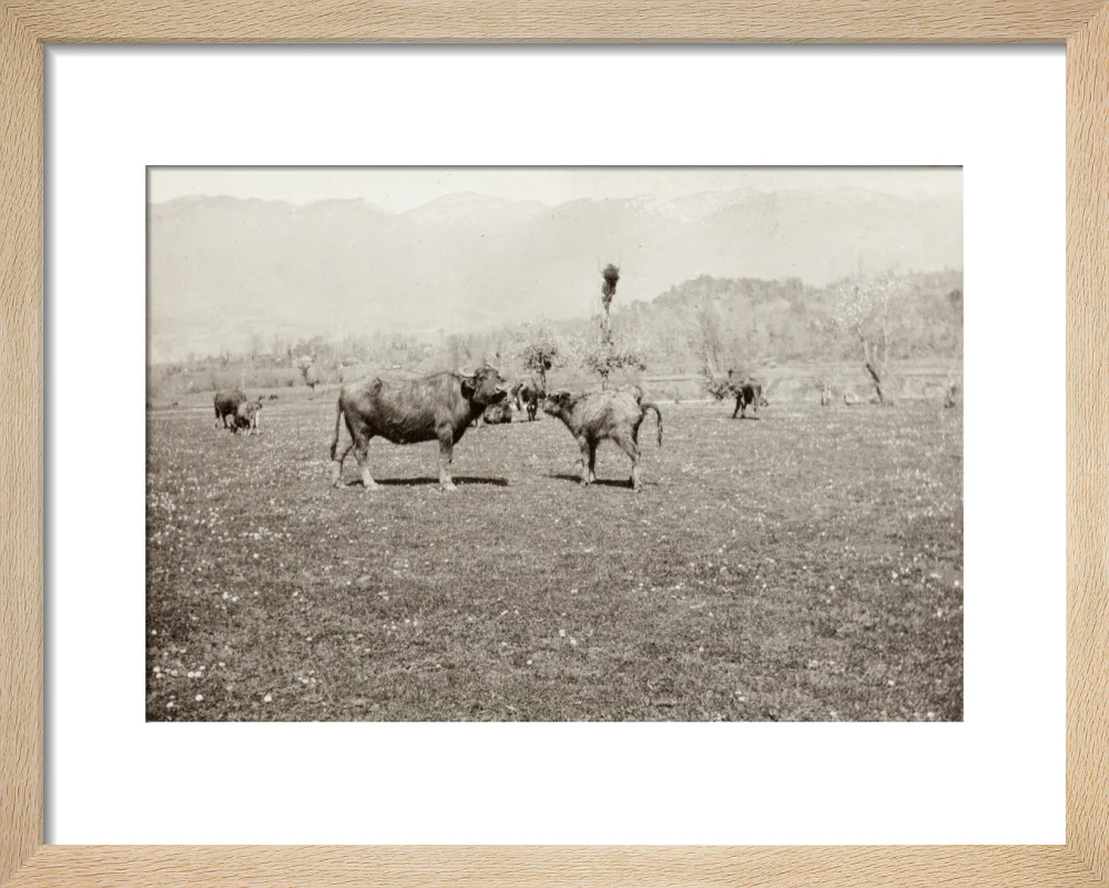 On the Banks of the Black River, about 80 versts from Gagra: The Cattle of the Country - Image 6
