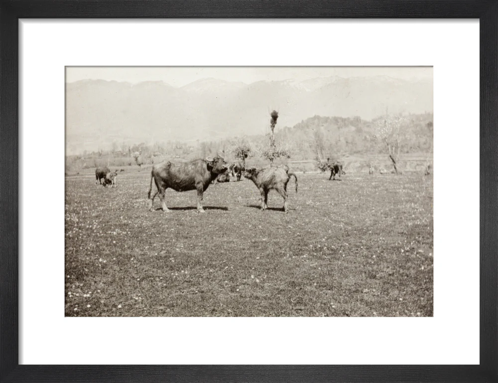 On the Banks of the Black River, about 80 versts from Gagra: The Cattle of the Country - Image 8