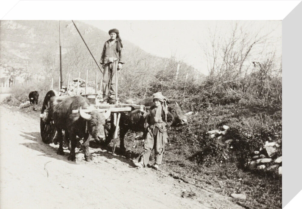 A Bullock Wagon - Image 31