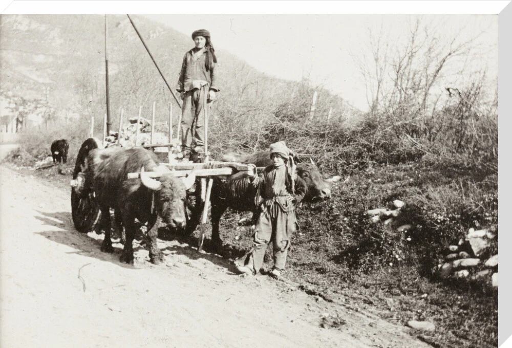 A Bullock Wagon - Image 34