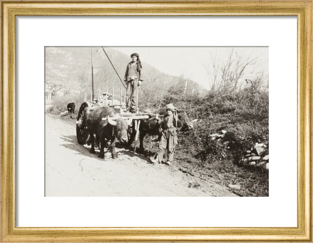 A Bullock Wagon - Image 43
