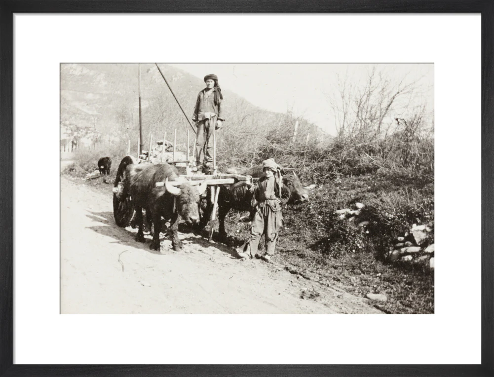 A Bullock Wagon - Image 46