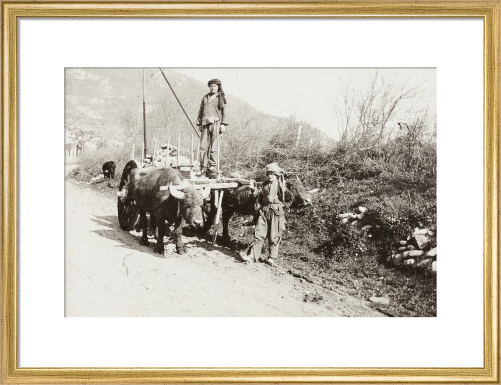 A Bullock Wagon - Image 48