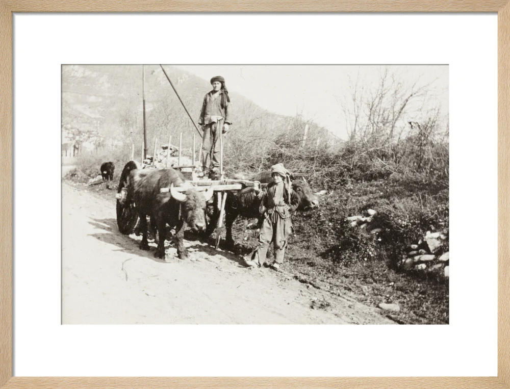 A Bullock Wagon - Image 49