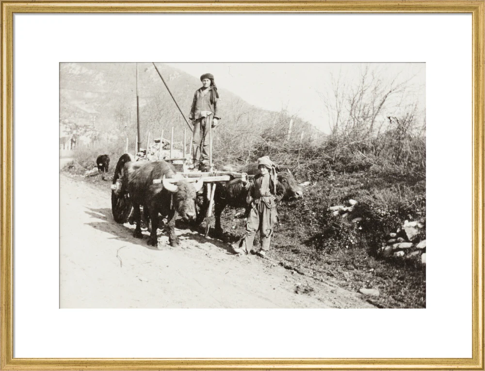 A Bullock Wagon - Image 53