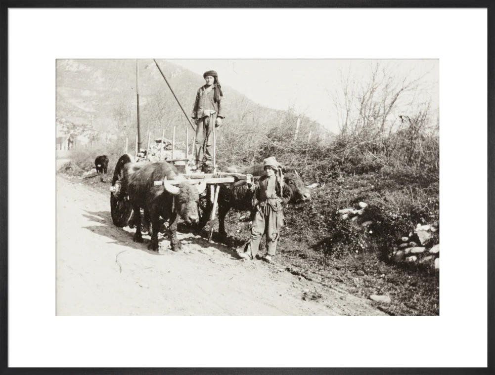 A Bullock Wagon - Image 56