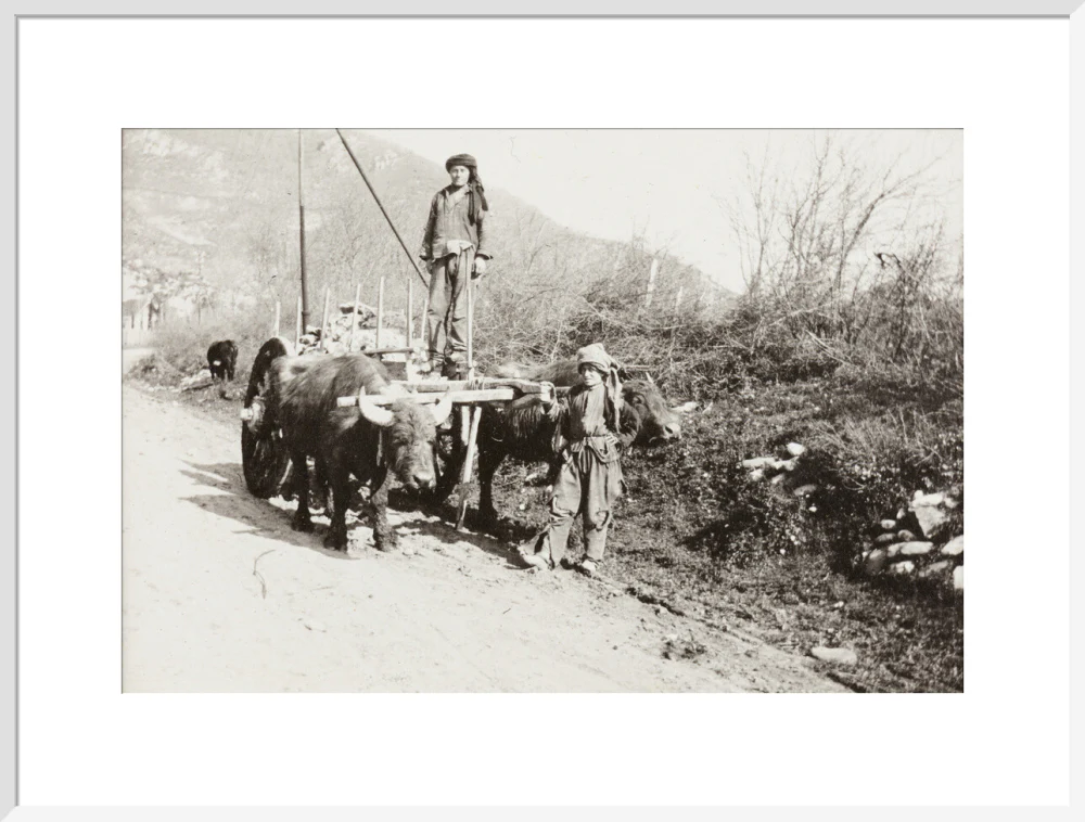 A Bullock Wagon - Image 57
