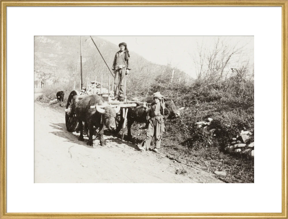 A Bullock Wagon - Image 58