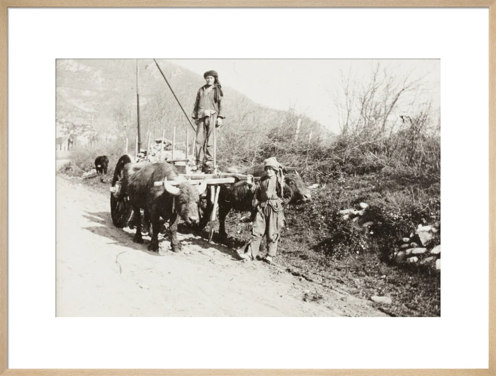 A Bullock Wagon - Image 59