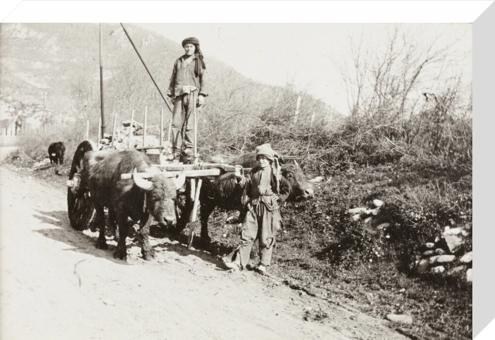 A Bullock Wagon - Image 65