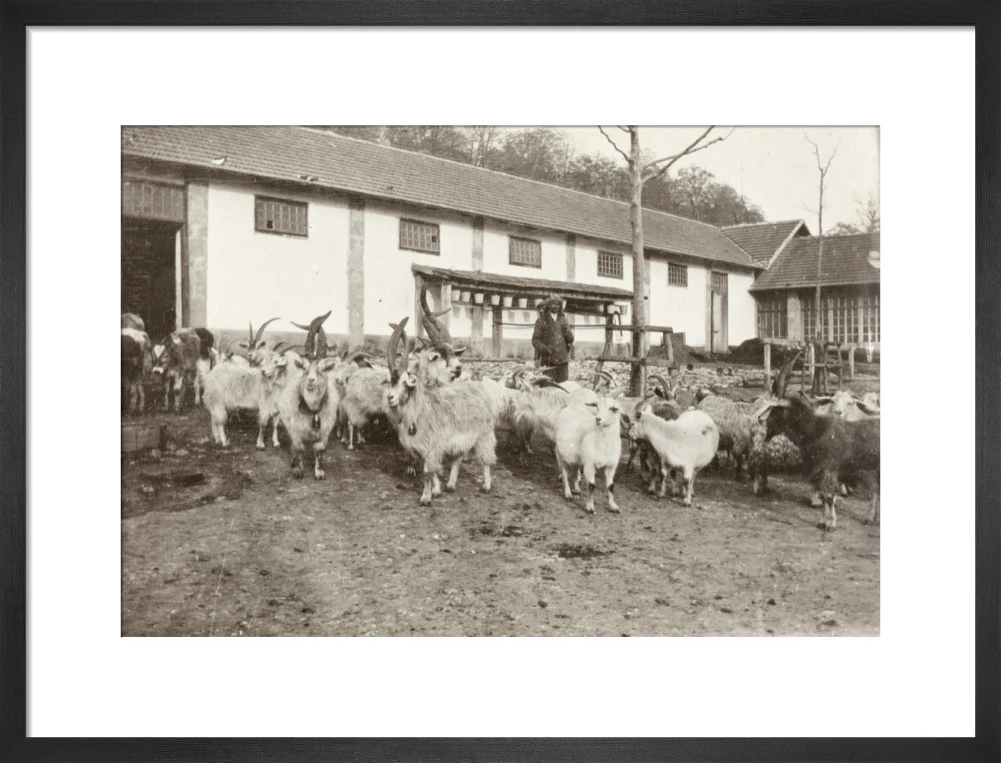 A Flock of Goats at Prince Alexander Oldenburgs Estate near Gagra. - Image 13