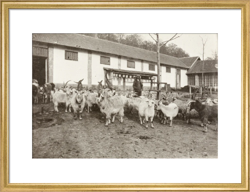 A Flock of Goats at Prince Alexander Oldenburgs Estate near Gagra. - Image 15