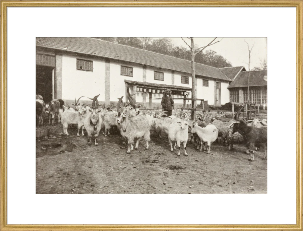 A Flock of Goats at Prince Alexander Oldenburgs Estate near Gagra. - Image 25
