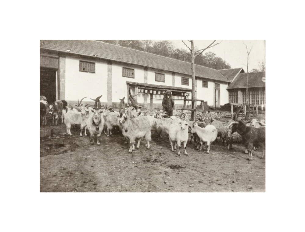 A Flock of Goats at Prince Alexander Oldenburgs Estate near Gagra. - Image 27