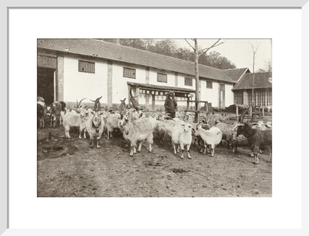 A Flock of Goats at Prince Alexander Oldenburgs Estate near Gagra. - Image 47