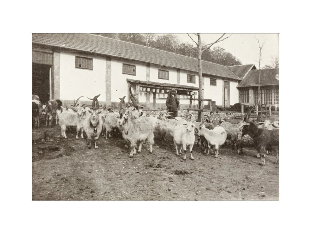 A Flock of Goats at Prince Alexander Oldenburgs Estate near Gagra. - Image 50