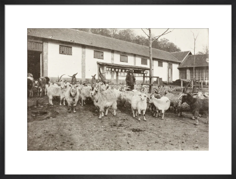 A Flock of Goats at Prince Alexander Oldenburgs Estate near Gagra. - Image 51