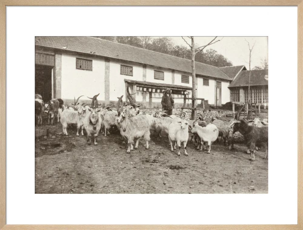 A Flock of Goats at Prince Alexander Oldenburgs Estate near Gagra. - Image 54